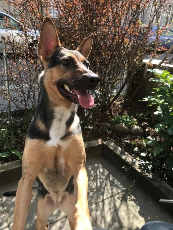 Avola – im Januar 2020 platziert, Mixed Breed for adoption at Tierschutzbund Basel Regional