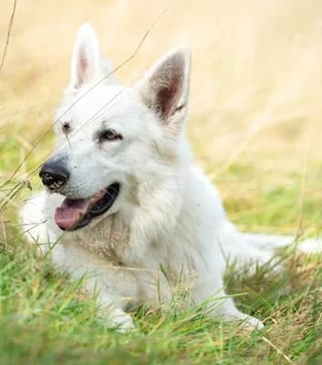 Llop – im Oktober 2020 platziert, 6yo Mixed Breed for adoption at Tierschutzbund Basel Regional