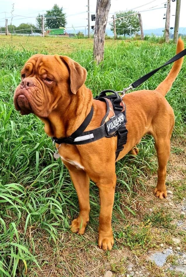 Houtch – neues Zuhause gefunden, Mixed Breed for adoption at Tierschutzbund Basel Regional