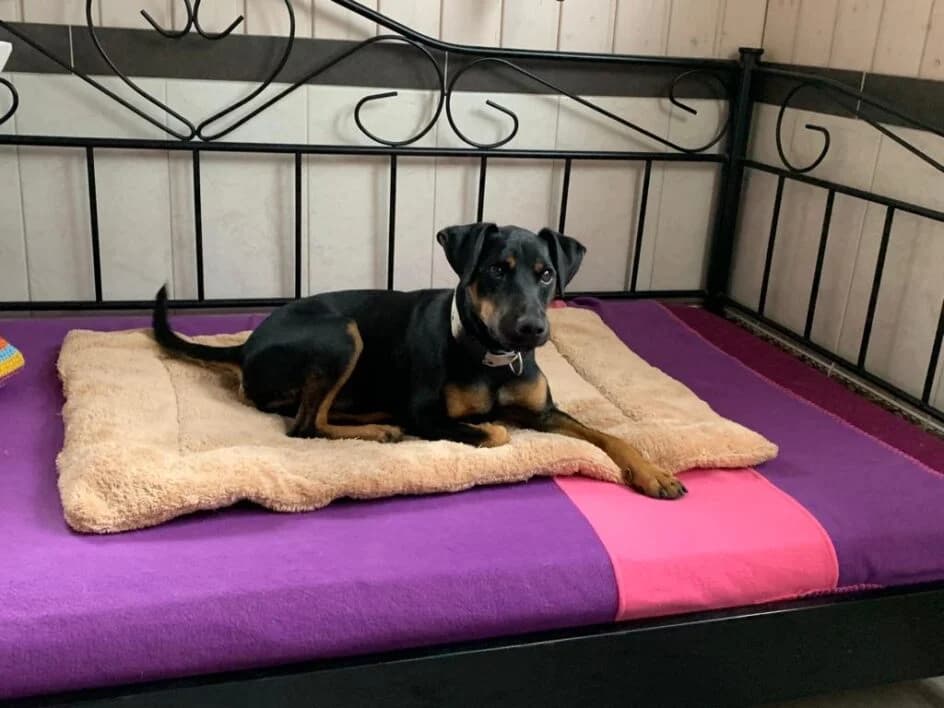 Charly – platziert im Dezember 20, Mixed Breed for adoption at Tierschutzbund Basel Regional