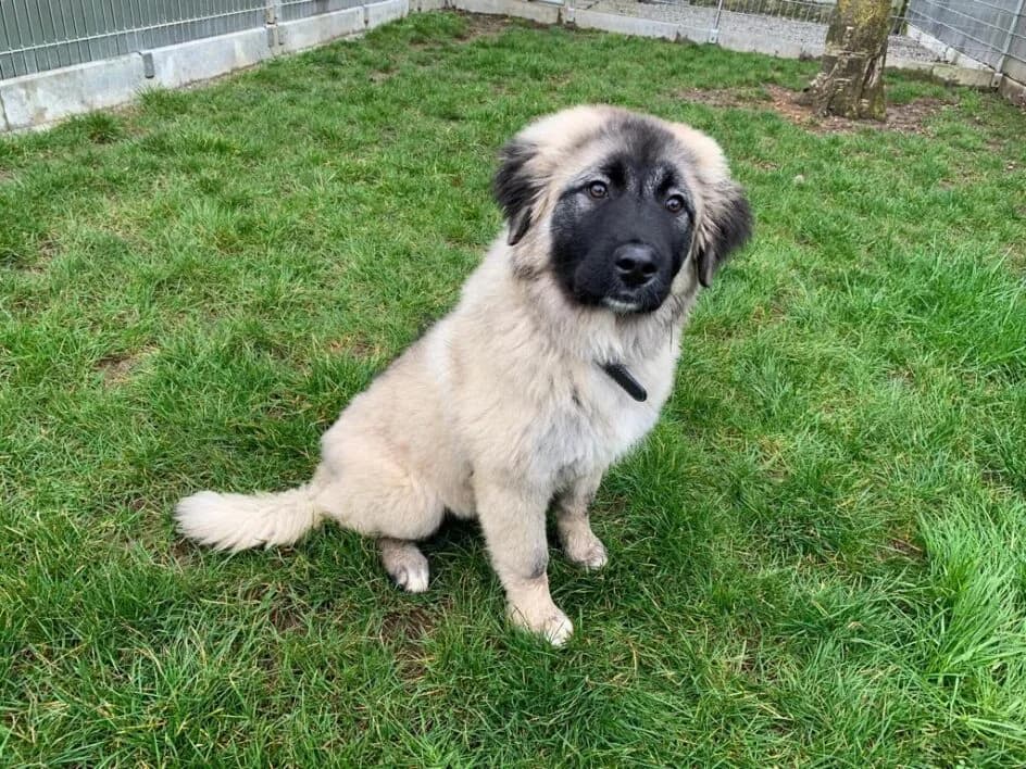 Bella – im April 2021 platziert, Mixed Breed for adoption at Tierschutzbund Basel Regional