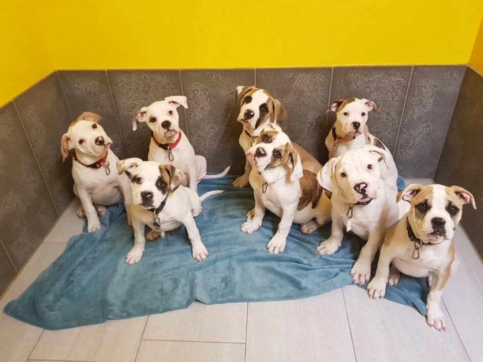 American Bulldog Welpen (Fremdplatzierung) –, puppy Mixed Breed for adoption at Tierschutzbund Basel Regional