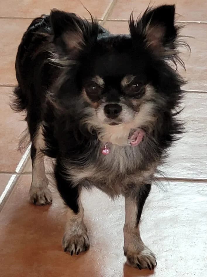 Sofie –, Mixed Breed for adoption at Tierschutzbund Basel Regional