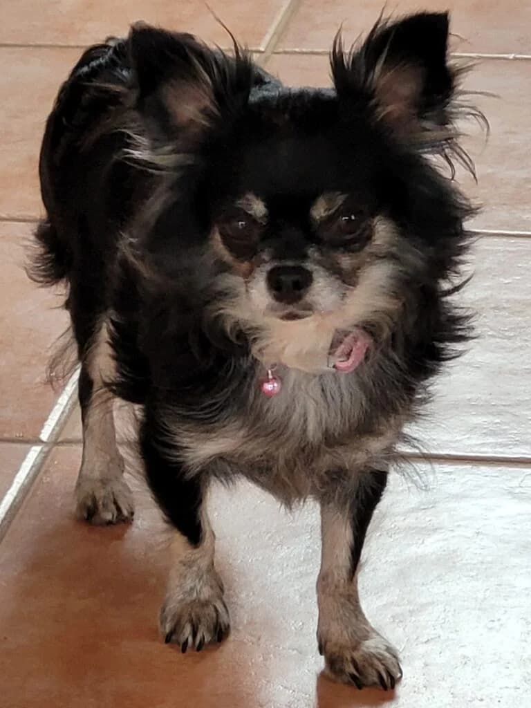 Sofie – im November 2021 platziert, Mixed Breed for adoption at Tierschutzbund Basel Regional