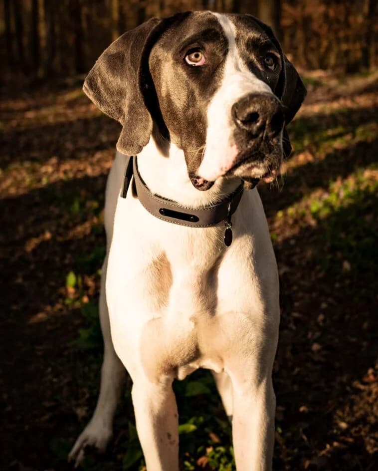 Harley – hat ein neues Zuhause gefunden, Mixed Breed for adoption at Tierschutzbund Basel Regional