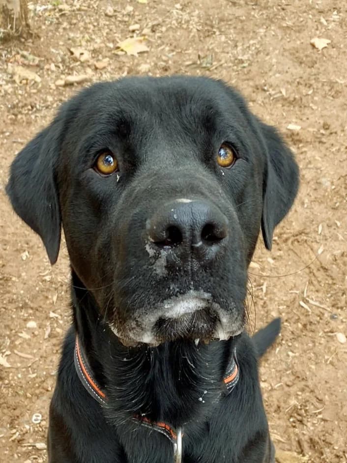 Pluto – konnte platziert werden, Mixed Breed for adoption at Tierschutzbund Basel Regional