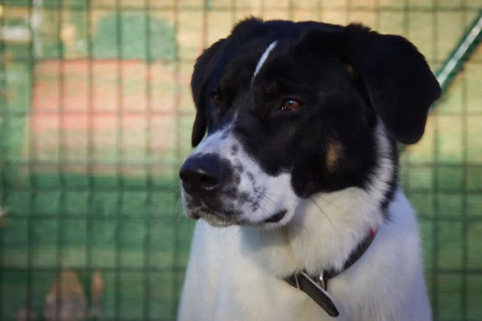 Dana – hat ein neues Zuhause gefunden, Mixed Breed for adoption at Tierschutzbund Basel Regional