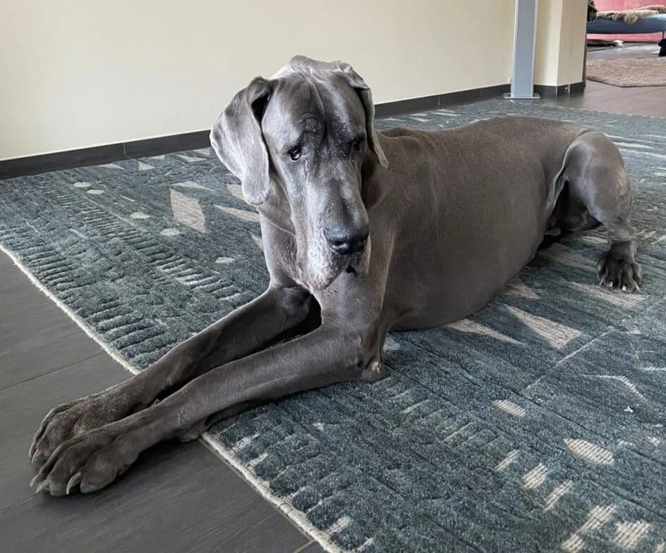 Jannos, Mixed Breed for adoption at Tierschutzbund Basel Regional