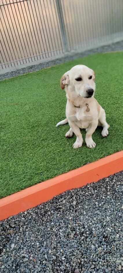 The Rock – platziert, Mixed Breed for adoption at Tierschutzbund Basel Regional