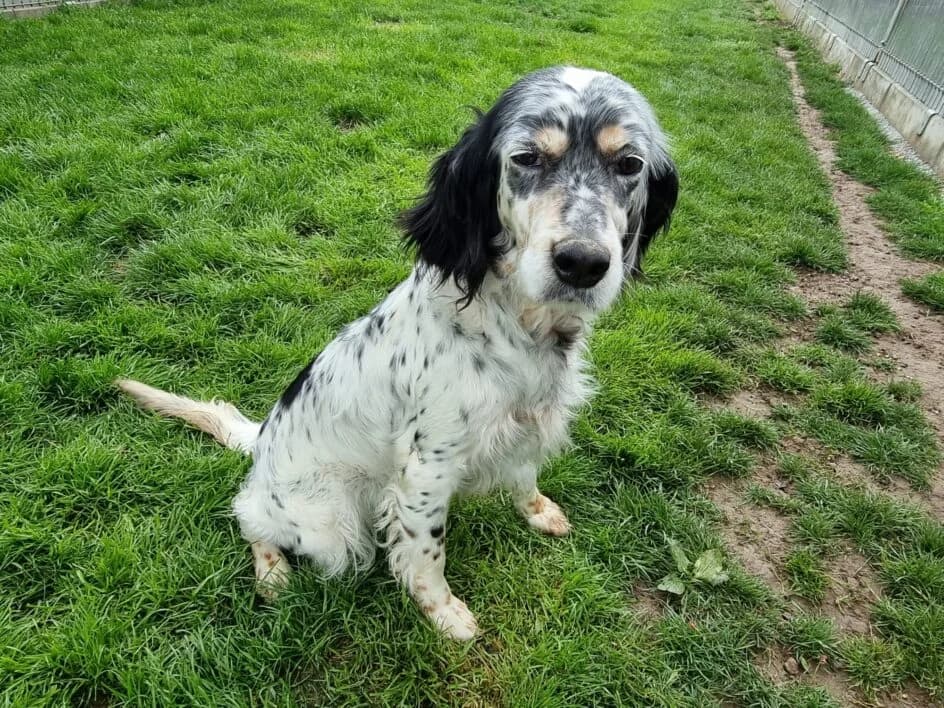 Estrella –, Mixed Breed for adoption at Tierschutzbund Basel Regional