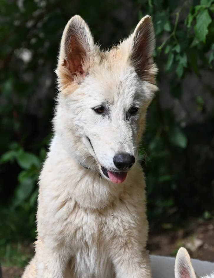 Rasselbande –, male Mixed Breed for adoption at Tierschutzbund Basel Regional