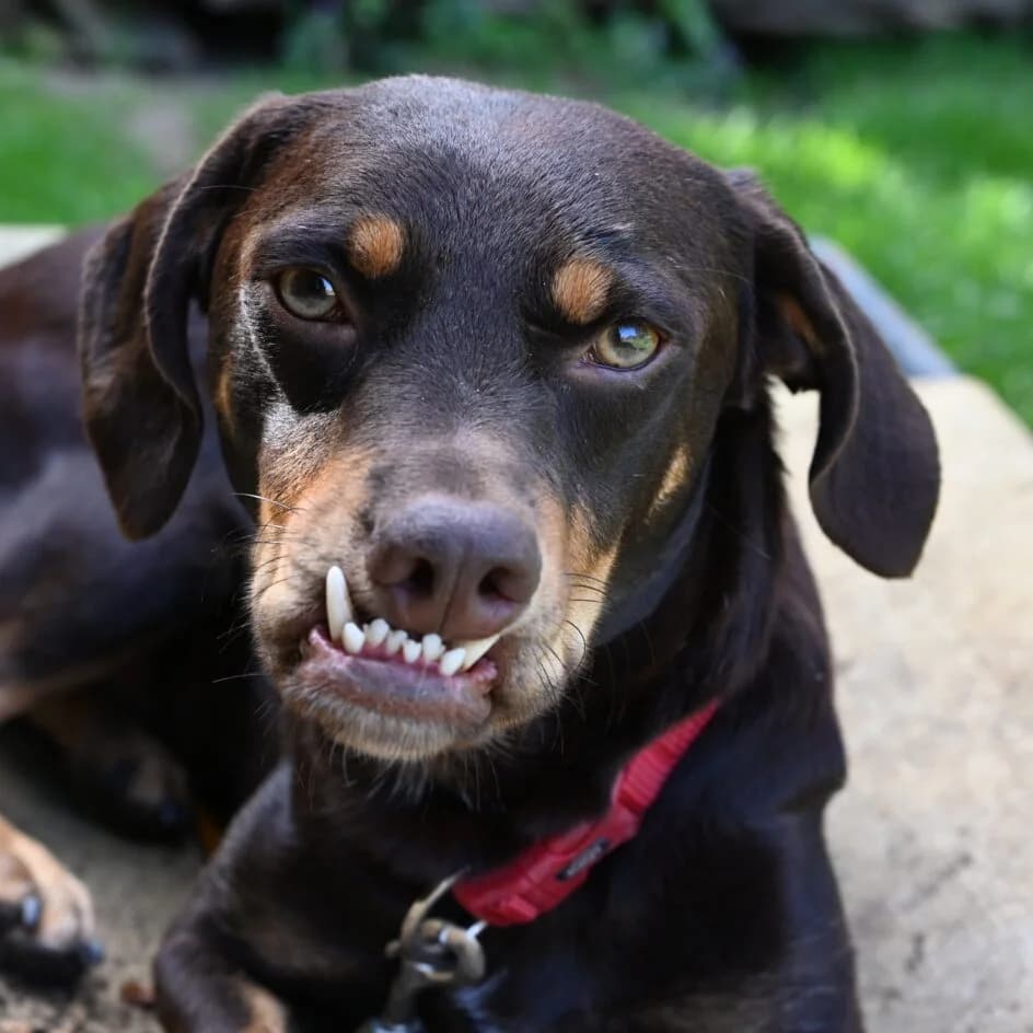 Draculino – platziert, Mixed Breed for adoption at Tierschutzbund Basel Regional