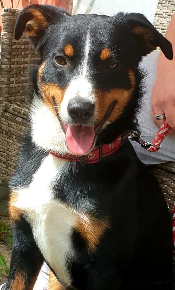 Jecki – durfte in ein neues Zuhause umziehen, Mixed Breed for adoption at Tierschutzbund Basel Regional