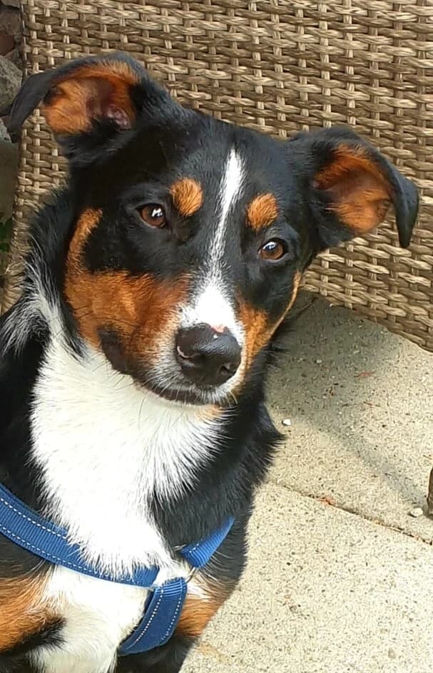 Jimmy – platziert, Mixed Breed for adoption at Tierschutzbund Basel Regional