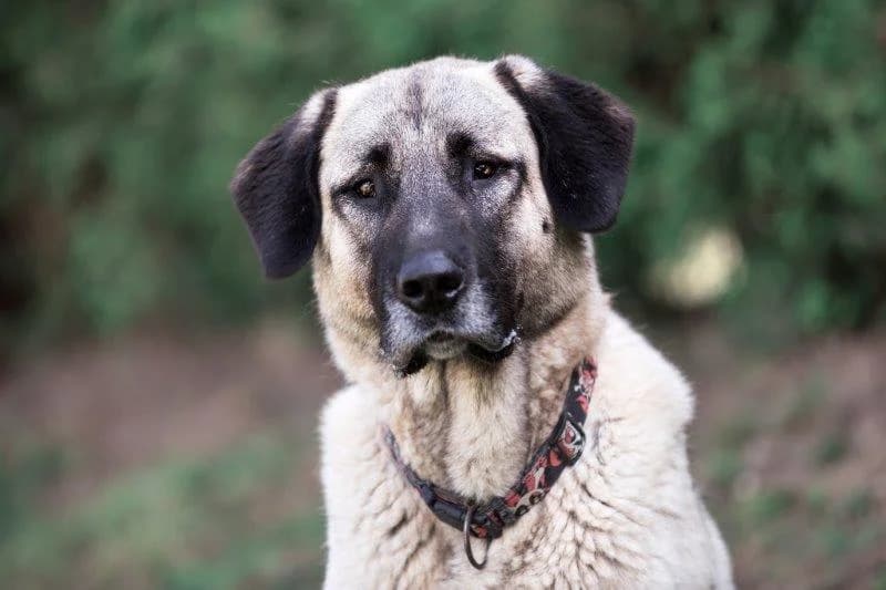 Flop – ist im Mai in ein tolles Zuhause umgezogen, Mixed Breed for adoption at Tierschutzbund Basel Regional