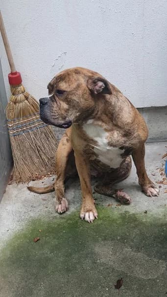 Golda – platziert, female Mixed Breed for adoption at Tierschutzbund Basel Regional