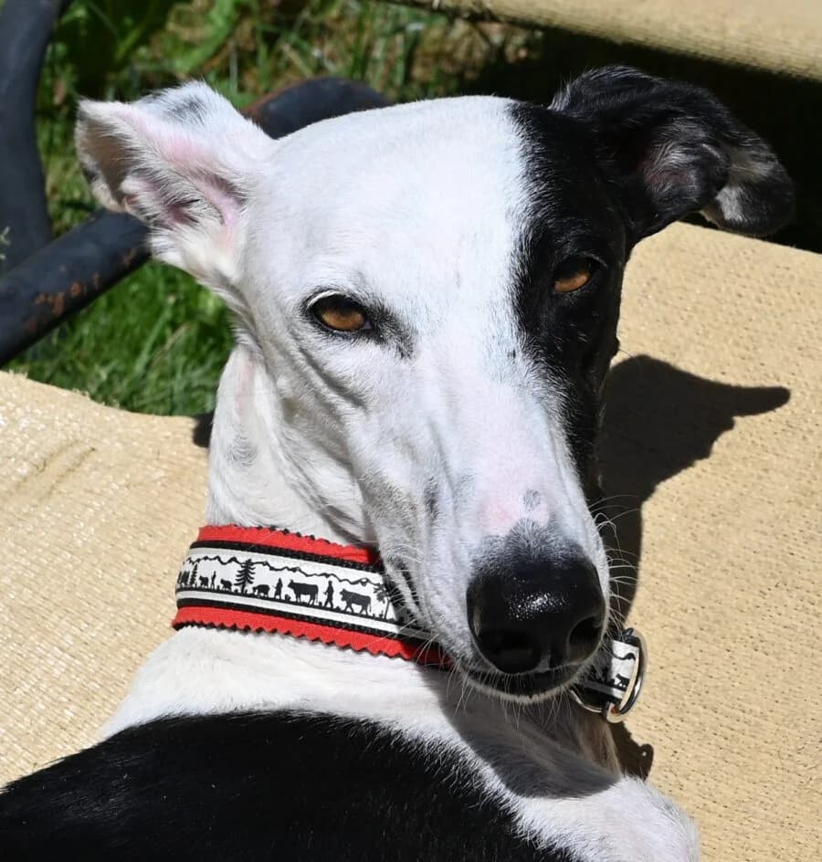 Yakari – hat ein neues Zuhause gefunden, senior Galgo Español for adoption at Tierschutzbund Basel Regional