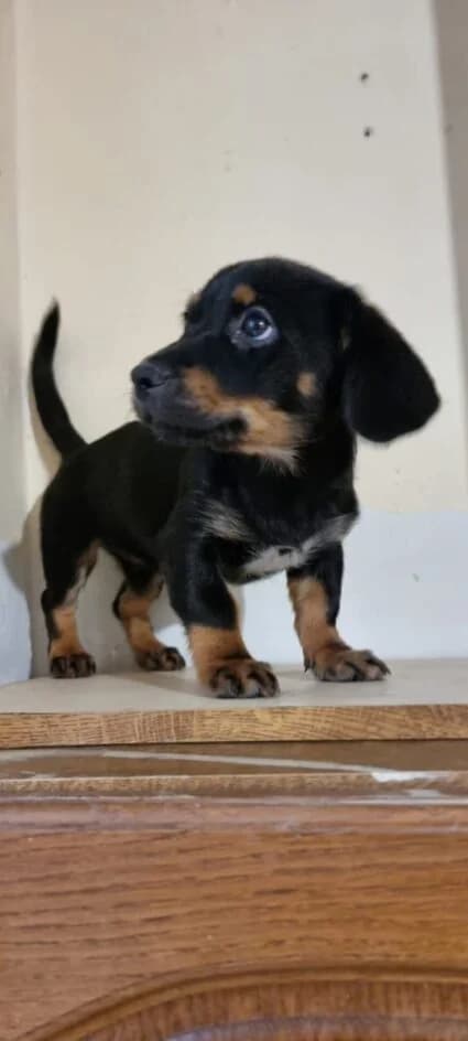 Elsa – platziert, Mixed Breed for adoption at Tierschutzbund Basel Regional