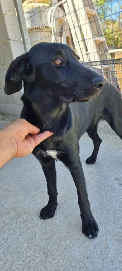Lucy – platziert, Mixed Breed for adoption at Tierschutzbund Basel Regional