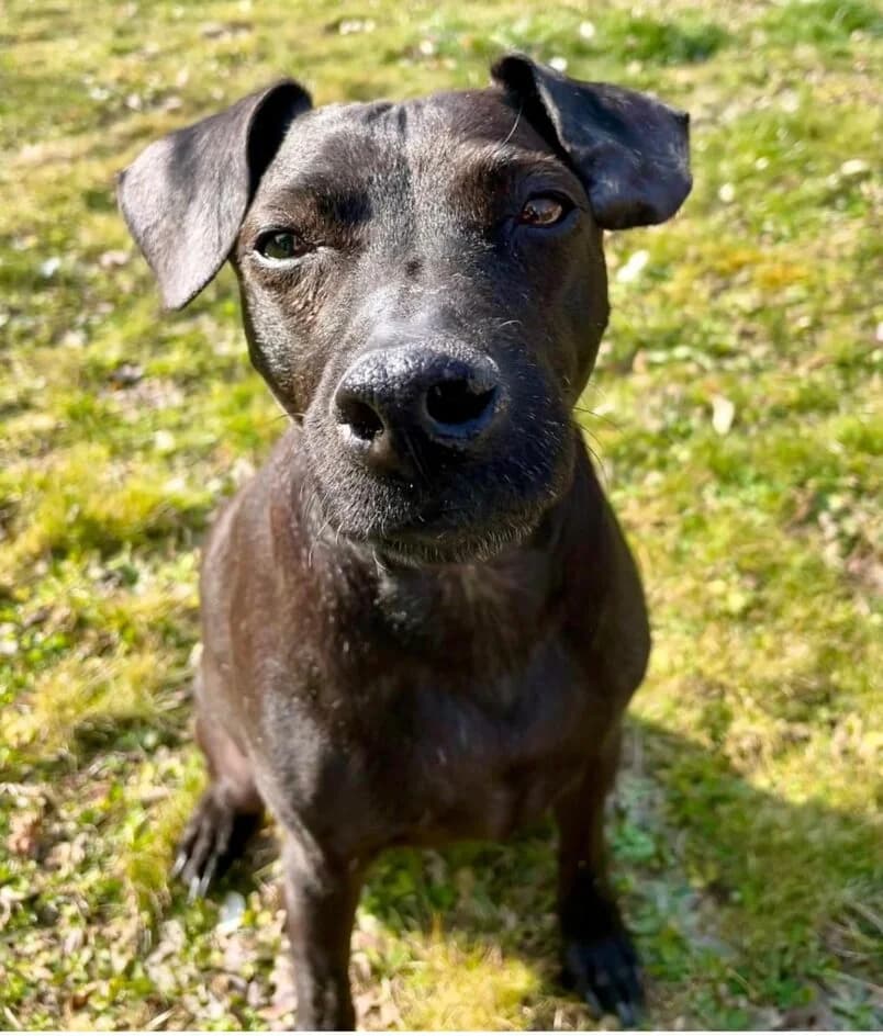 Brösel – hat ein neues Zuhause gefunden, Mixed Breed for adoption at Tierschutzbund Basel Regional