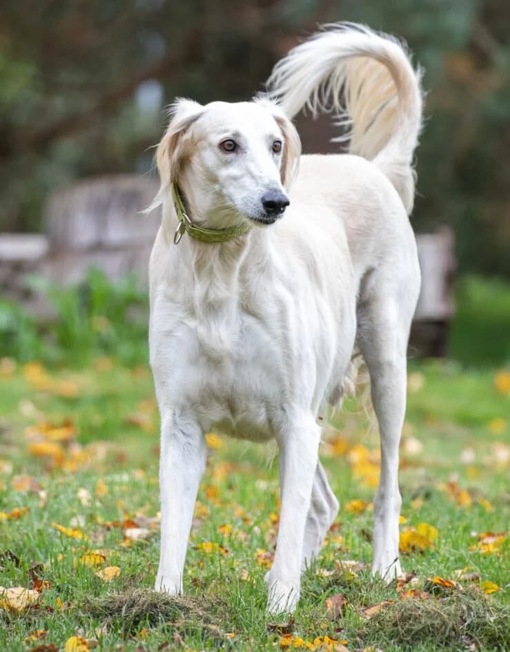Brujo – hat ein neues zuhause gefunden, senior Mixed Breed for adoption at Tierschutzbund Basel Regional