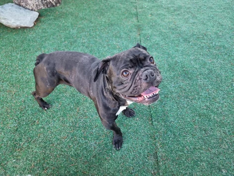 Odin – platziert, Mixed Breed for adoption at Tierschutzbund Basel Regional