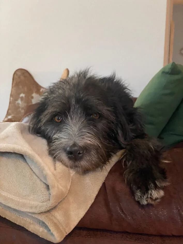 Marley – hat ein neues Zuhause gefunden, Mixed Breed for adoption at Tierschutzbund Basel Regional