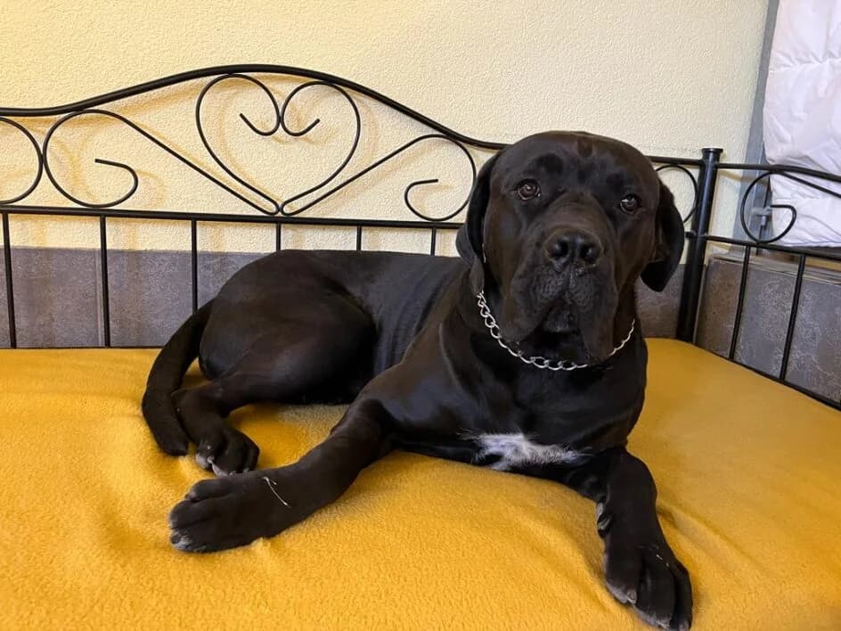 Leo – hat ein neues Zuhause gefunden, Mixed Breed for adoption at Tierschutzbund Basel Regional