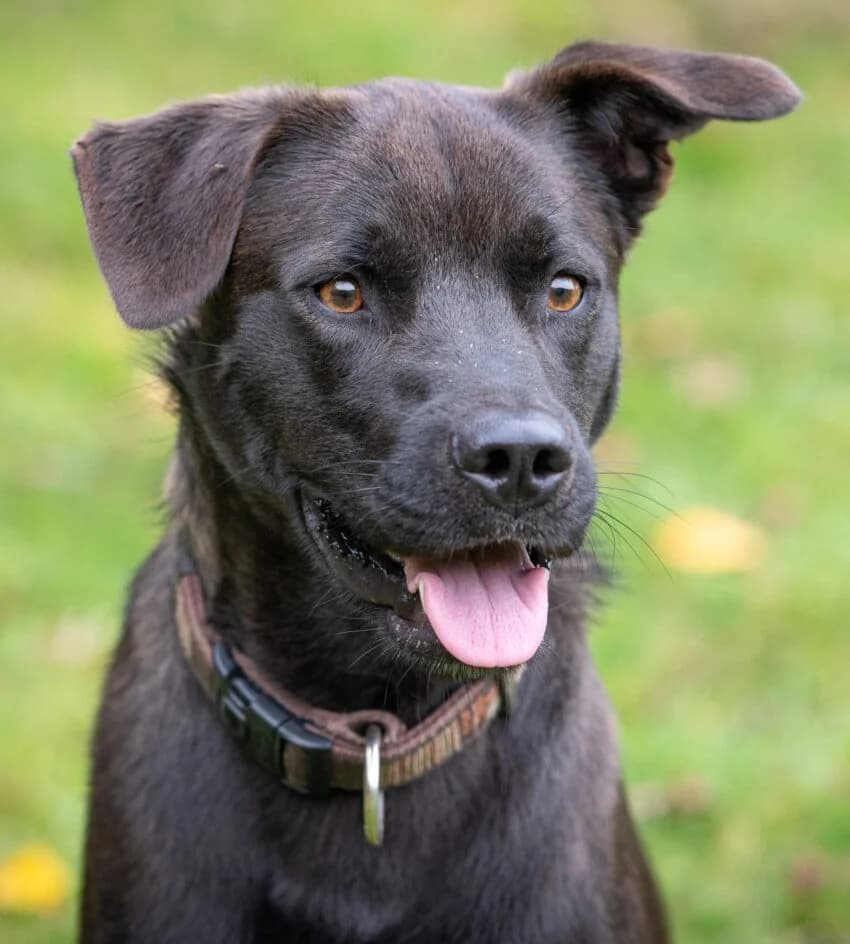 Luis – hat ein neues Zuhause gefunden, male senior Mixed Breed for adoption at Tierschutzbund Basel Regional