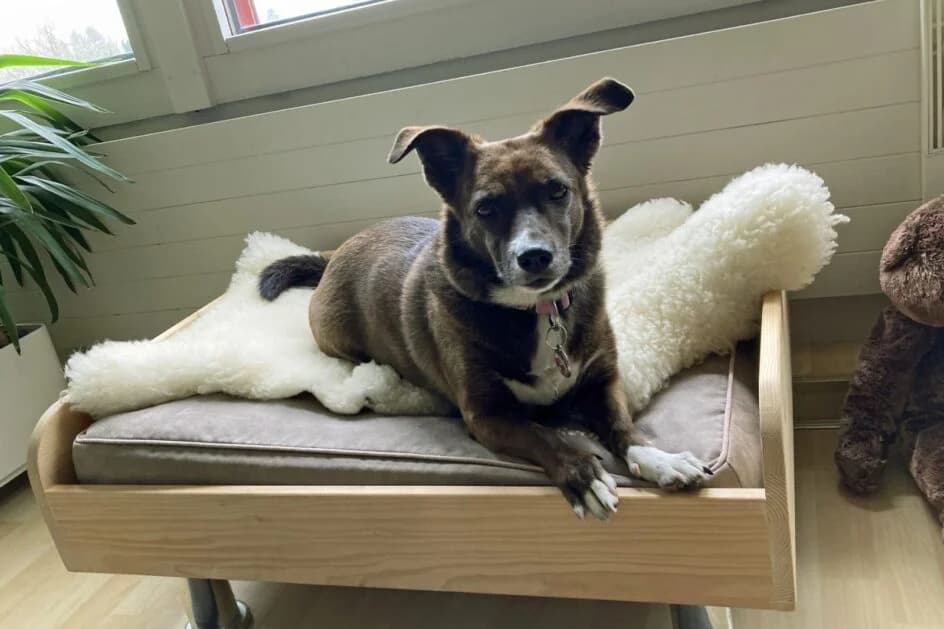 Easy – hat ein neues Zuhause gefunden, Mixed Breed for adoption at Tierschutzbund Basel Regional