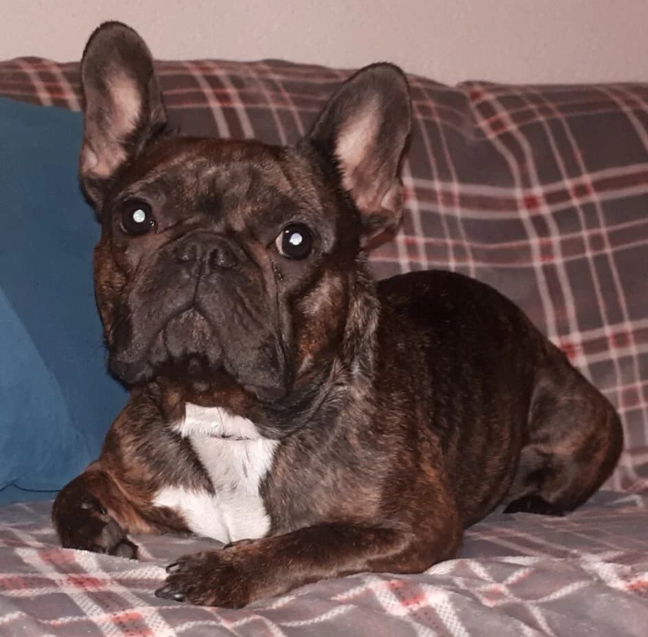 Nala – platziert, female senior French Bulldog for adoption at Tierschutzbund Basel Regional