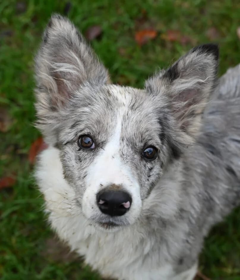 Mikaela – hat ein neues Zuhause gefunden, senior Border Collie for adoption at Tierschutzbund Basel Regional