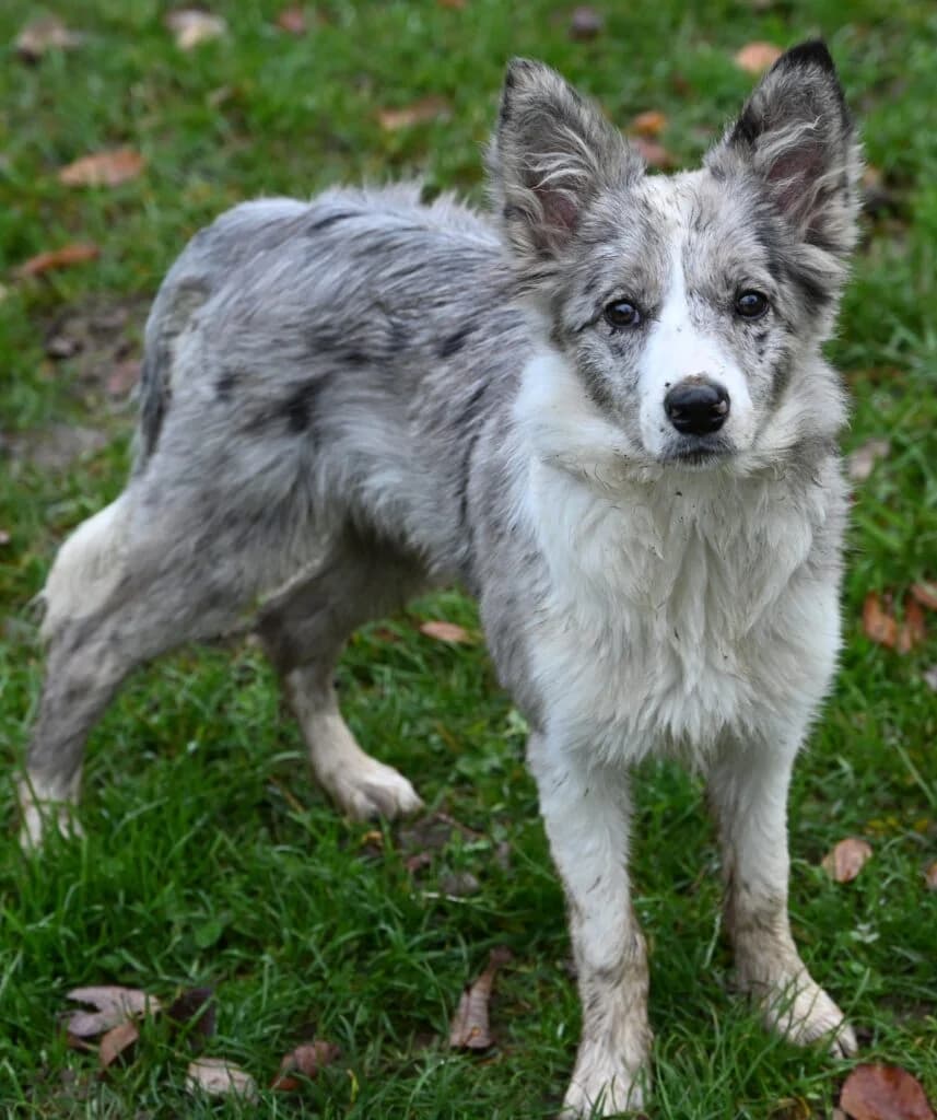 Mikaela – hat ein neues Zuhause gefunden, senior Border Collie for adoption at Tierschutzbund Basel Regional