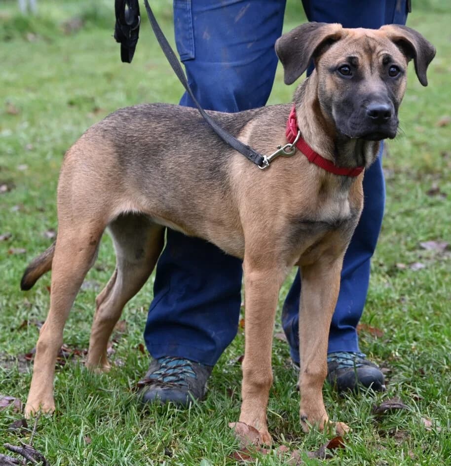 Panda – hat ein neues Zuhause gefunden, senior Mixed Breed for adoption at Tierschutzbund Basel Regional