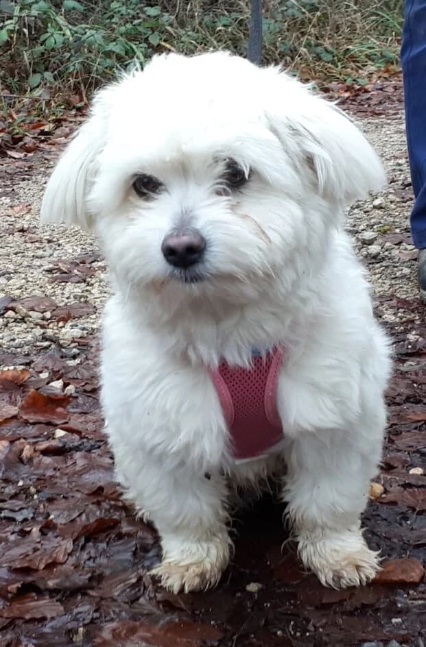 Sascha – hat ein neues Zuhause gefunden, Mixed Breed for adoption at Tierschutzbund Basel Regional