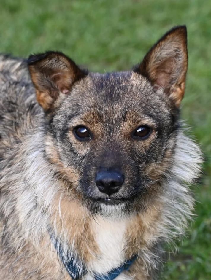 Pona – platziert, female Mixed Breed for adoption at Tierschutzbund Basel Regional