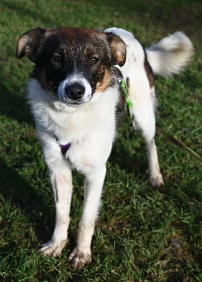 Pol, Mixed Breed for adoption at Tierschutzbund Basel Regional