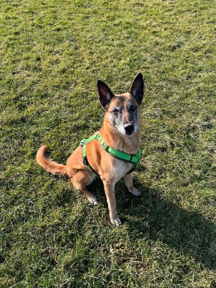 Gill – hat ein Zuhause gefunden, senior Mixed Breed for adoption at Tierschutzbund Basel Regional