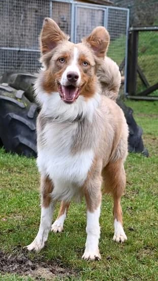 Chicco – hat ein neues Zuhause gefunden, Mixed Breed for adoption at Tierschutzbund Basel Regional