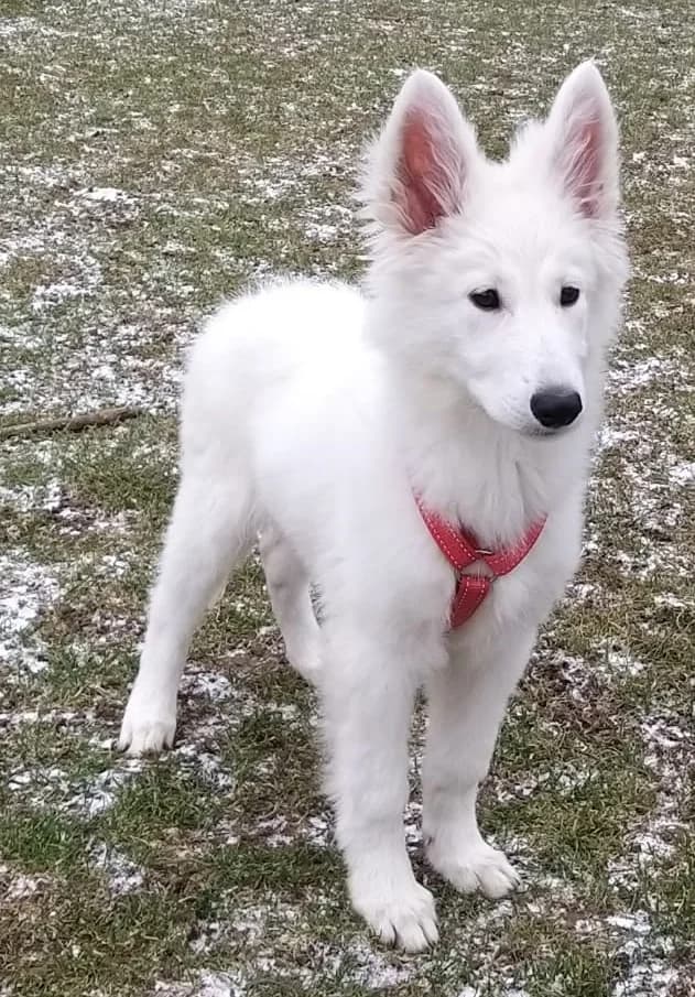 Tifa – platziert, Mixed Breed for adoption at Tierschutzbund Basel Regional