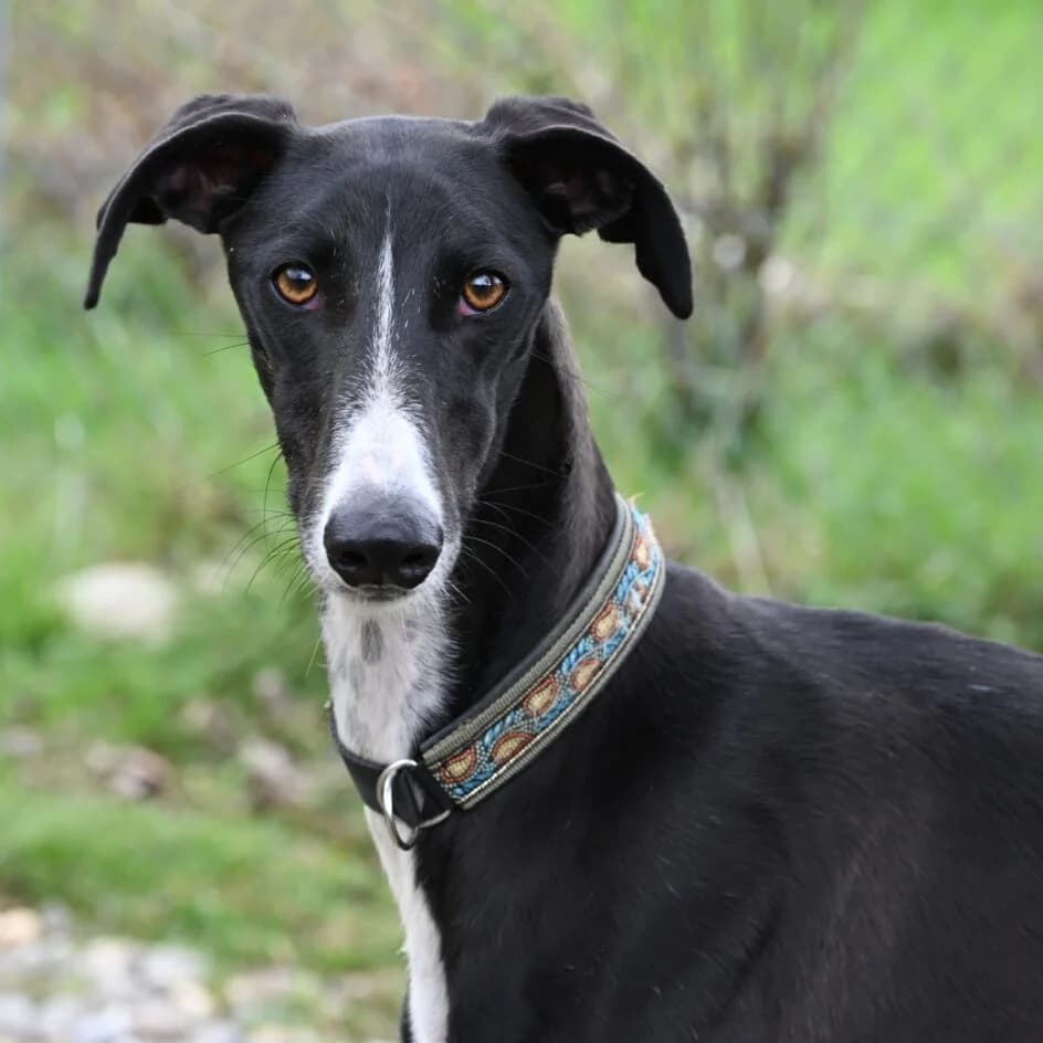 Ayuma, female 4yo Galgo Español for adoption at Tierschutzbund Basel Regional