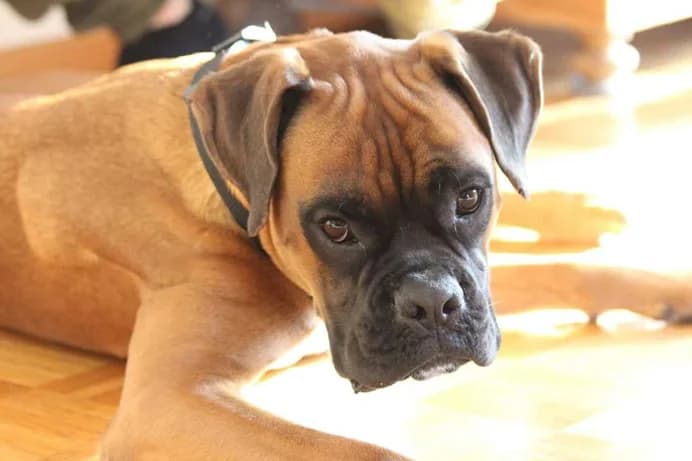 Tayson – ist im Juli 2018 in ein neues Zuhause umgezogen, Mixed Breed for adoption at Tierschutzbund Basel Regional