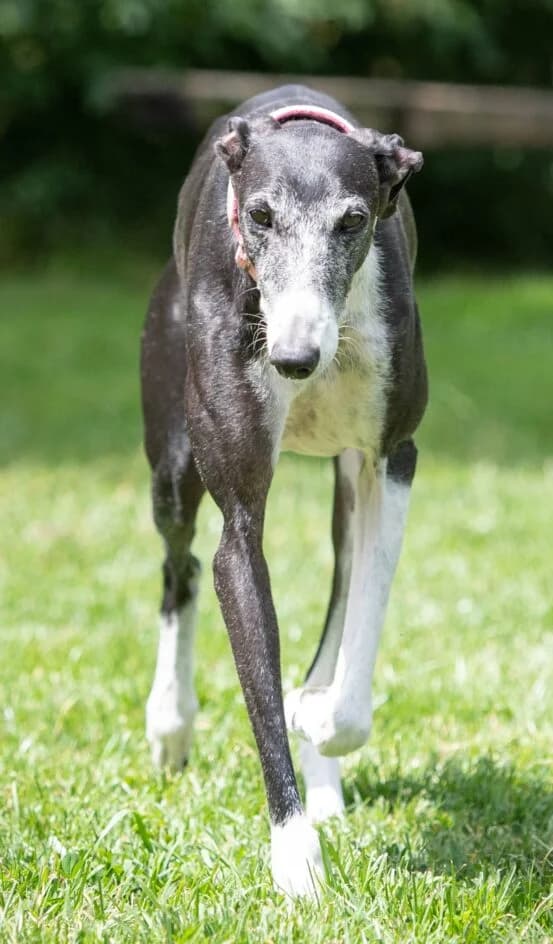 Grace – wurde platziert, female senior Galgo Español for adoption at Tierschutzbund Basel Regional
