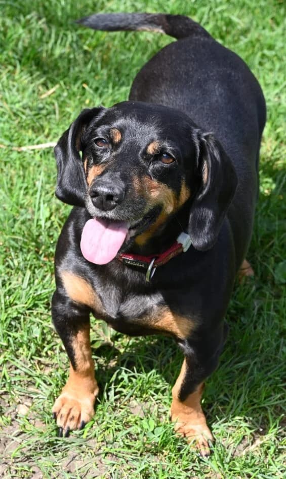 Zippa – hat ein neues Zuhause gefunden, senior mixed breed for adoption at Tierschutzbund Basel Regional