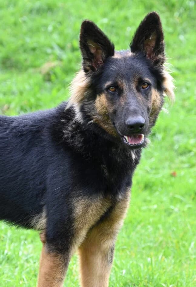 CHANEL – platziert, senior German Shepherd for adoption at Tierschutzbund Basel Regional