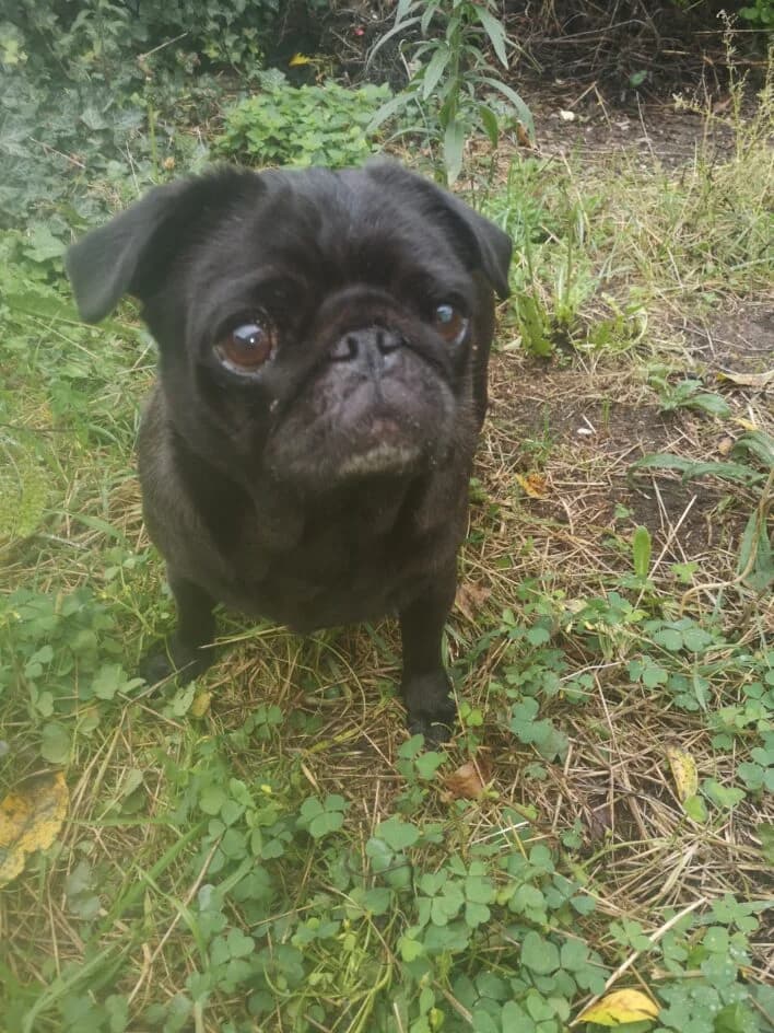 Sissi – Fremdplatzierung – hat ein neues Zuhause gefunden, puppy Mixed Breed for adoption at Tierschutzbund Basel Regional