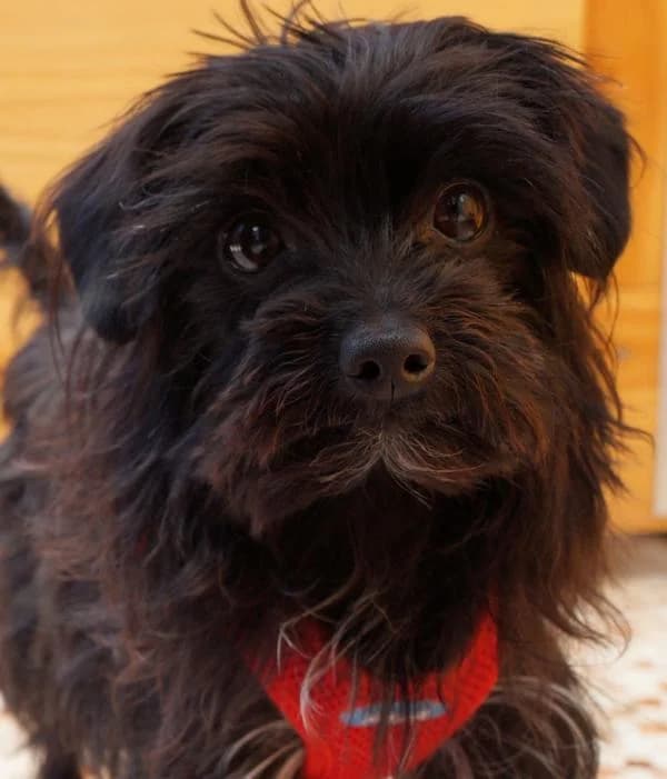 Nanuk – hat ein neues Zuhause gefunden, Mixed Breed for adoption at Tierschutzbund Basel Regional