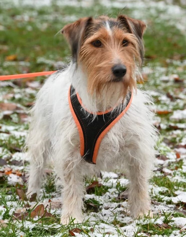 Arthur – ist platziert, Mixed Breed for adoption at Tierschutzbund Basel Regional