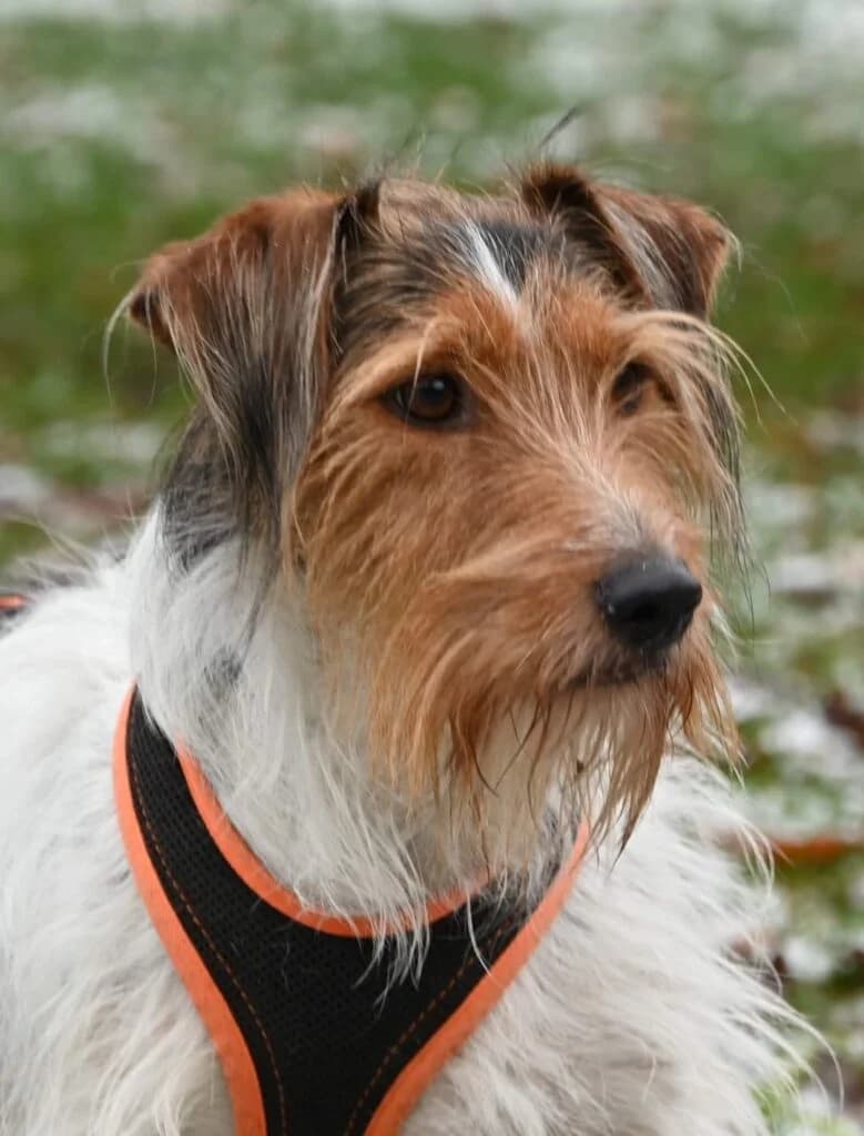 Arthur – ist platziert, Mixed Breed for adoption at Tierschutzbund Basel Regional