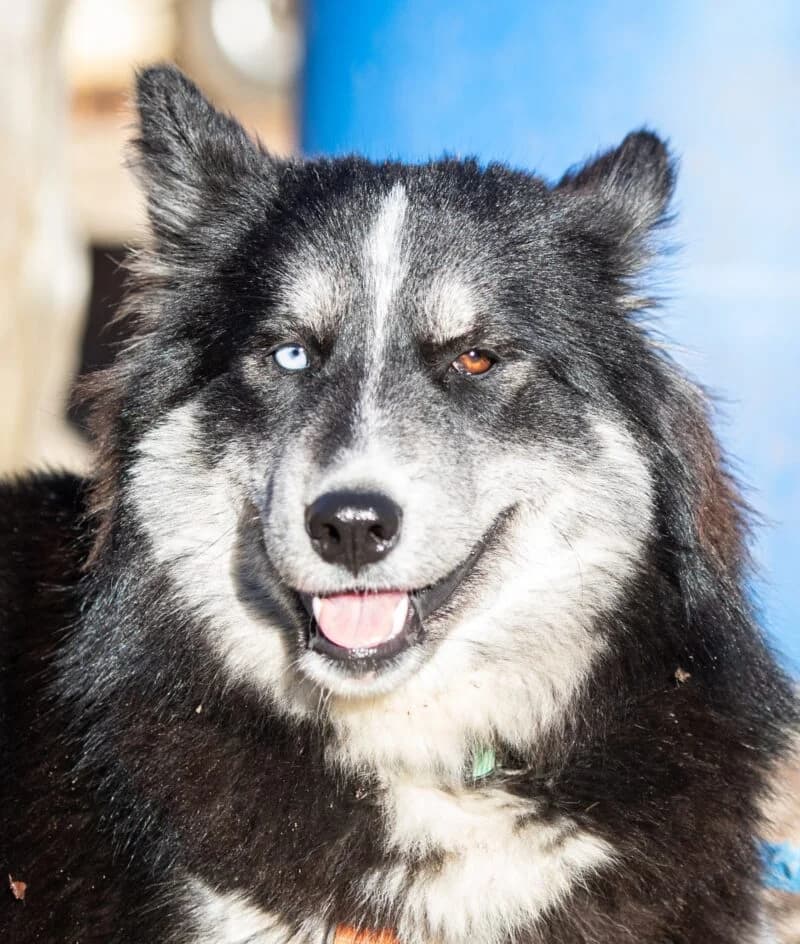 Ilvy – platziert, Mixed Breed for adoption at Tierschutzbund Basel Regional